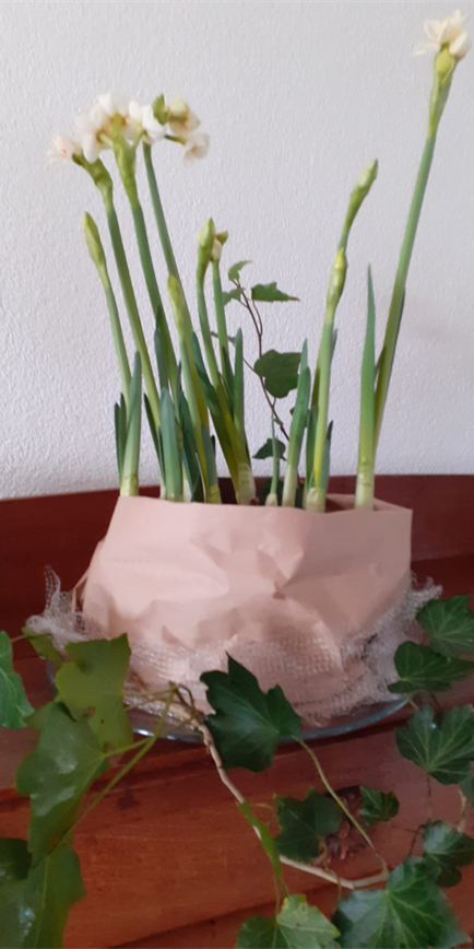 Hoe een zaadje een bos gifvrije bloemen wordt…